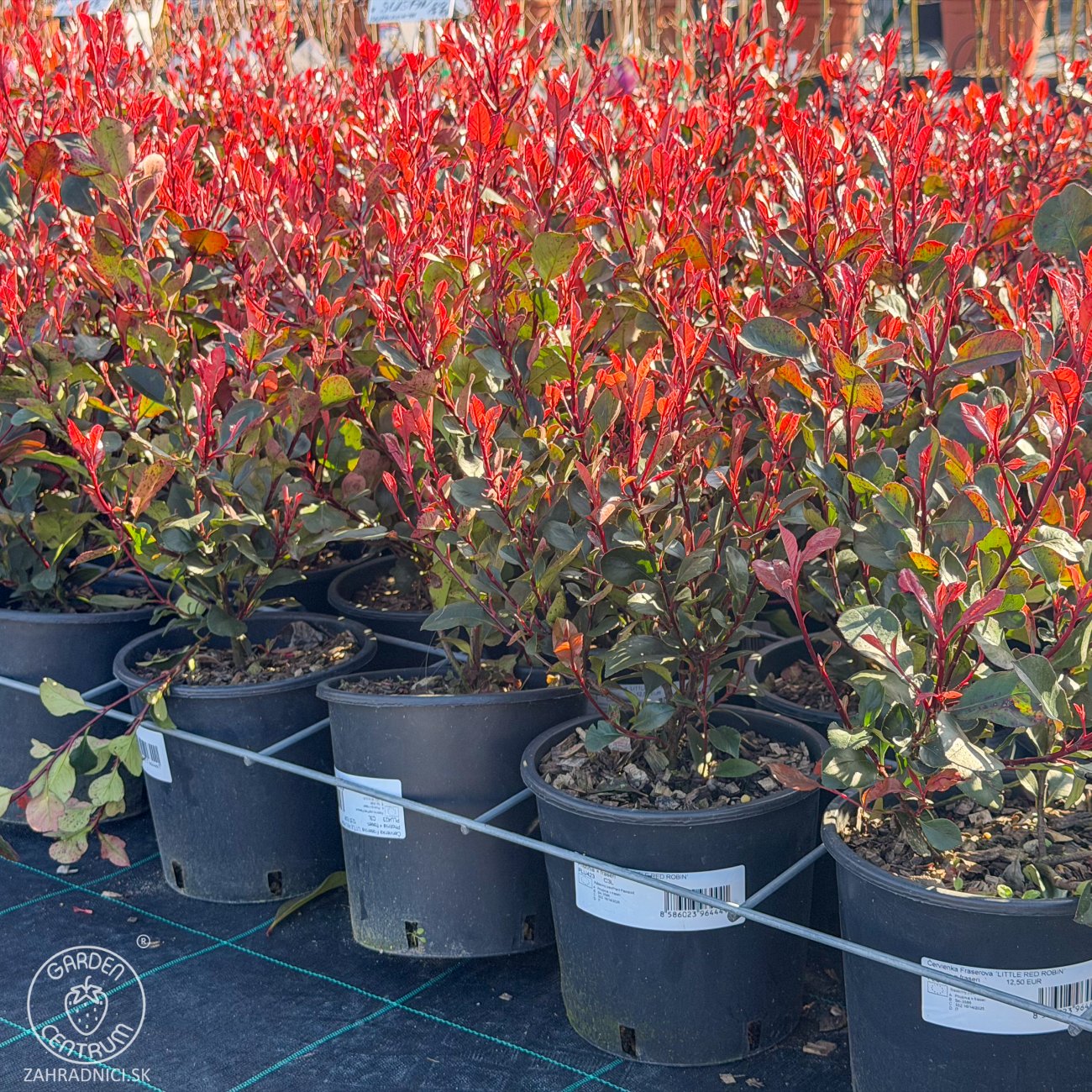 Obrázok Červienka Fraserova (Photinia × fraseri) ´LITTLE RED ROBIN´ - výška 30-50 cm, kont. C3L